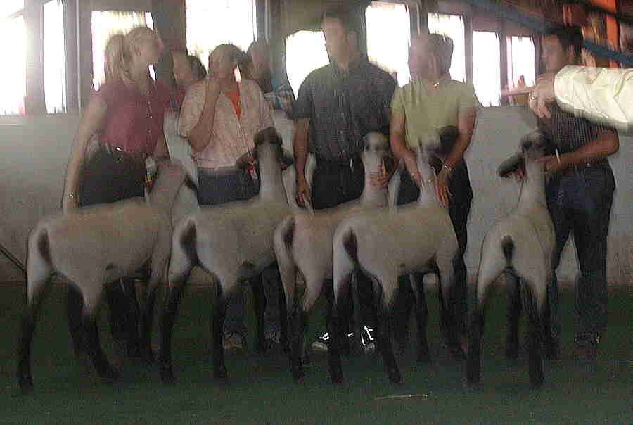 Pairs of Yearling Ewes