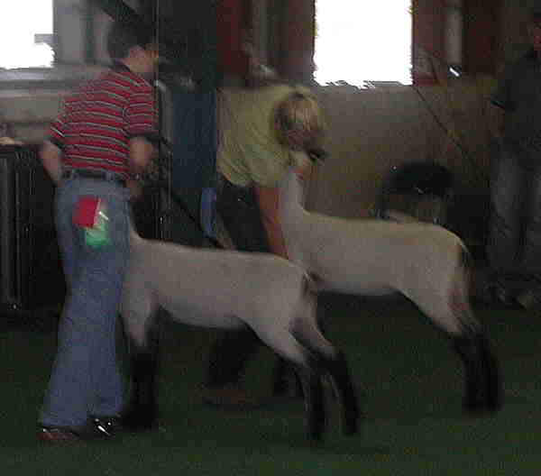 January Shropshire Ewe Lambs