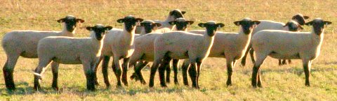 2007 Cabaniss Ewe Lambs