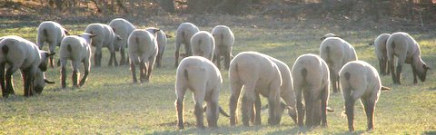 Cabaniss ewes to Lamb 2009