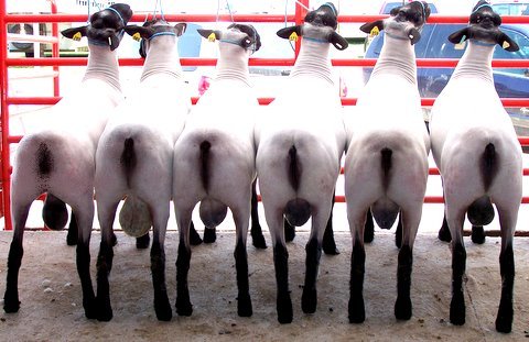 Cabaniss Yearling Rams