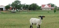 house_sheep.jpg