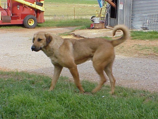 KANGAL ANATOLIAN GUARD DOG