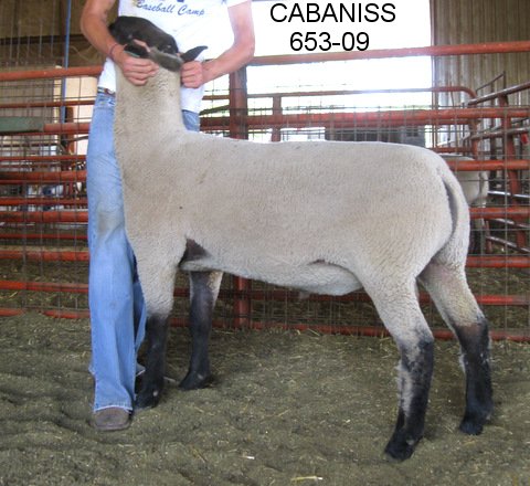 CABANISS 653-09