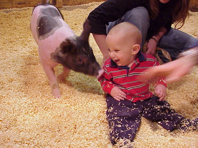 Pigs from R 5 Pork Place are Fun