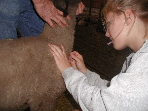 Drawing Blood for DNA test on Lamb