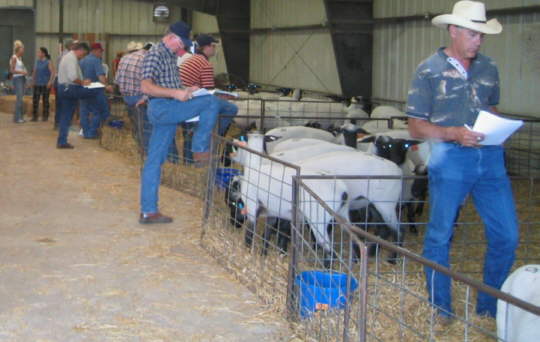 Cabaniss 6 year old ewes 