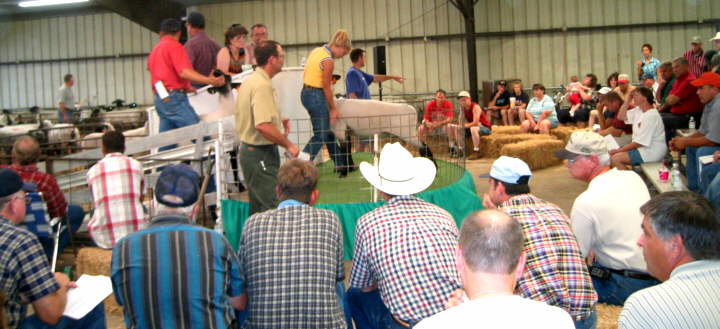 Bleachers are full  at the Production Sale