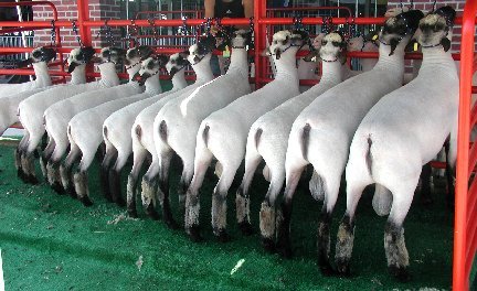 Shropshires at Sedalia
